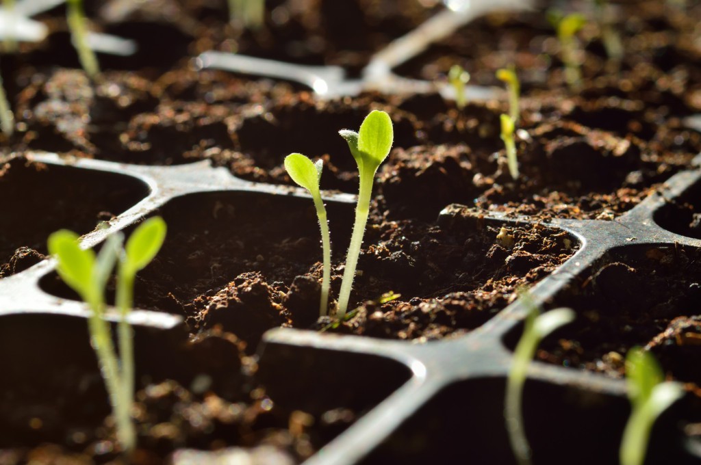 It Only Takes a Seed: 7 Fundamental Steps to Build Your Personal Brand | Social Media Today